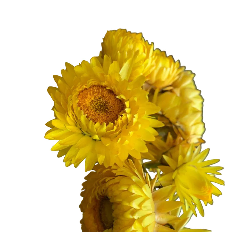 Yellow Strawflower