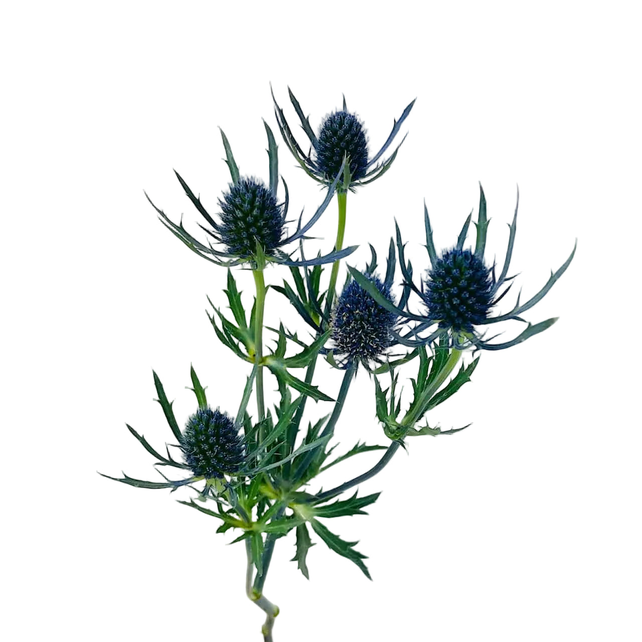 Blue Thistle Flower