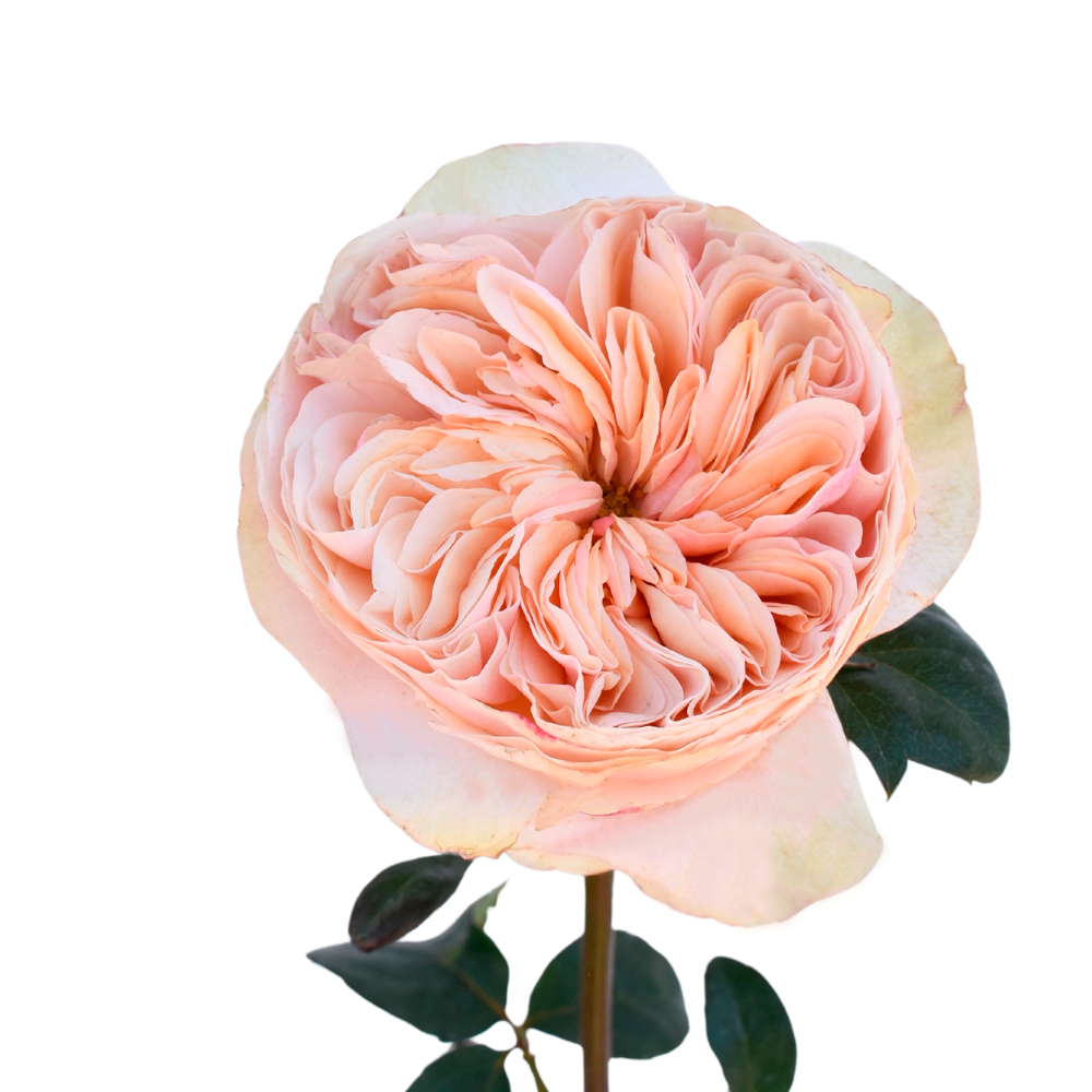 Peach Tip Top Garden Rose