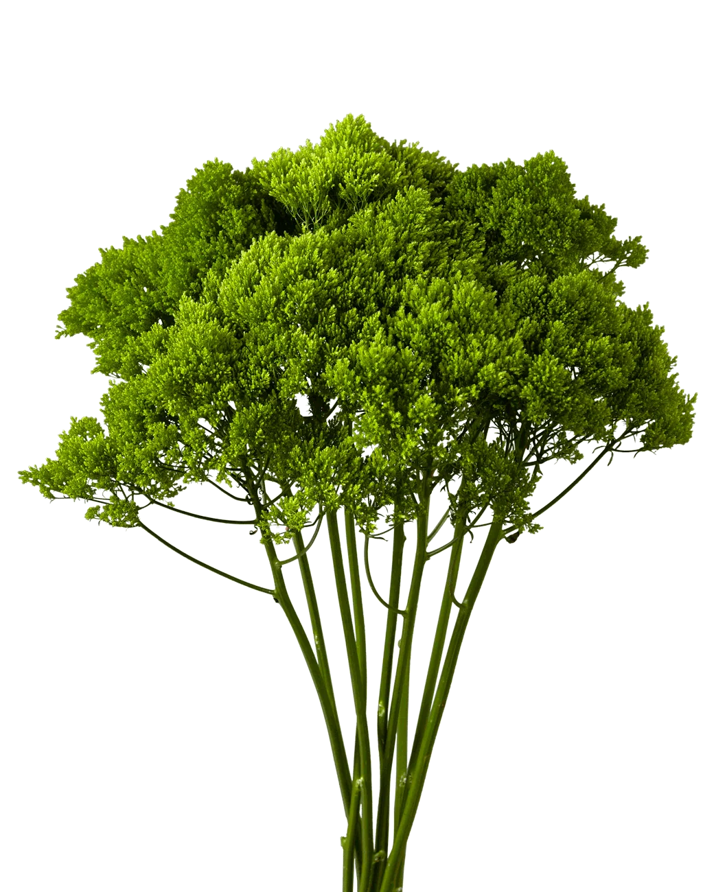 Green Trachelium Filler Flower