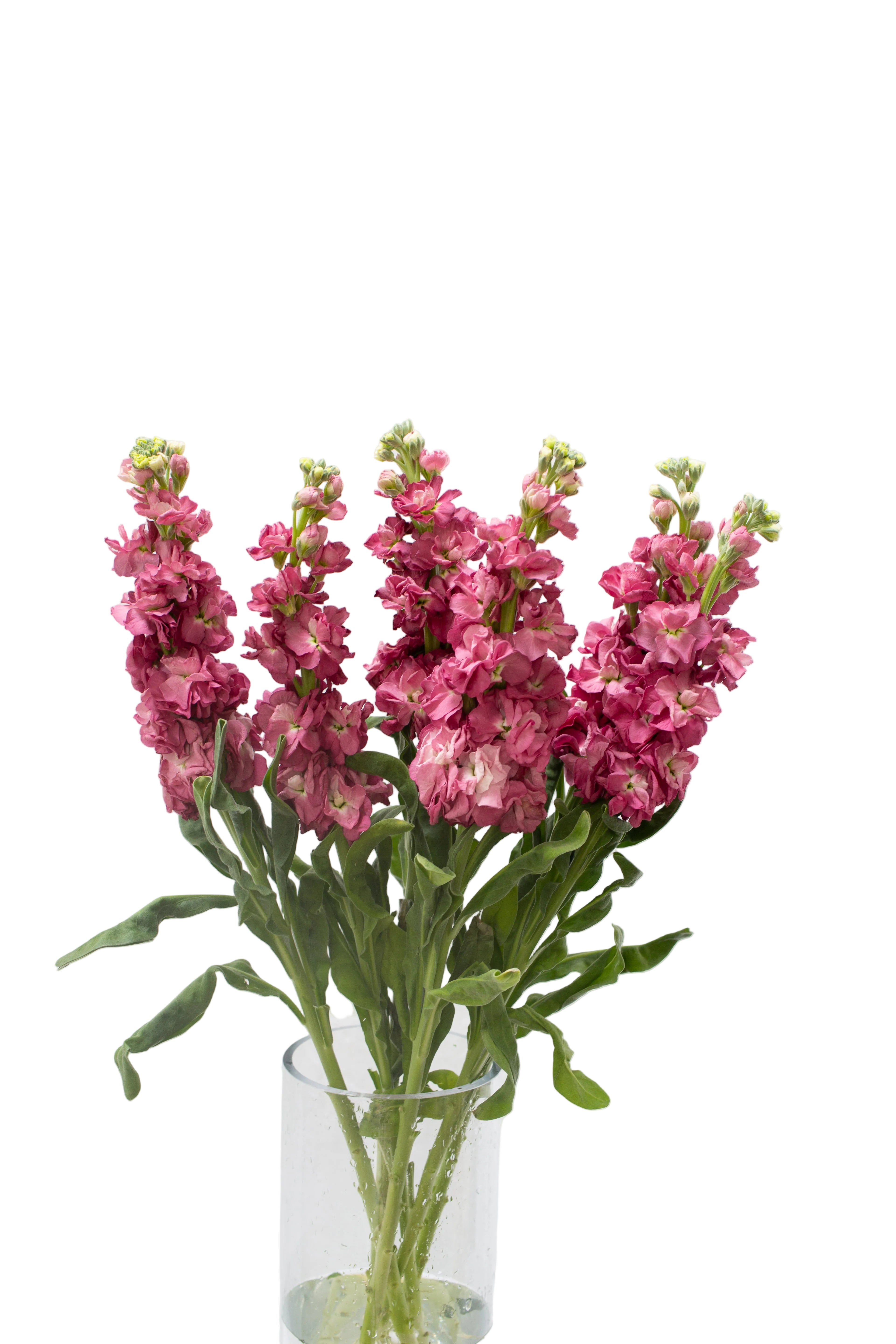 Mauve Stock Flower