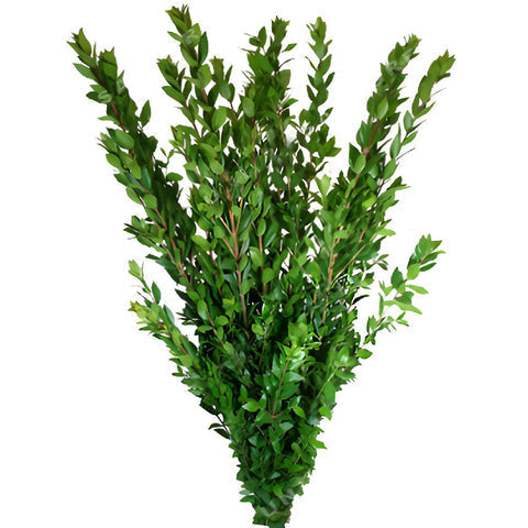 Honey Myrtle Greenery