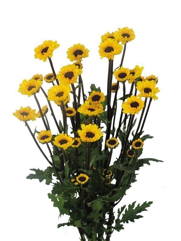 Viking Pomp Mum Flower