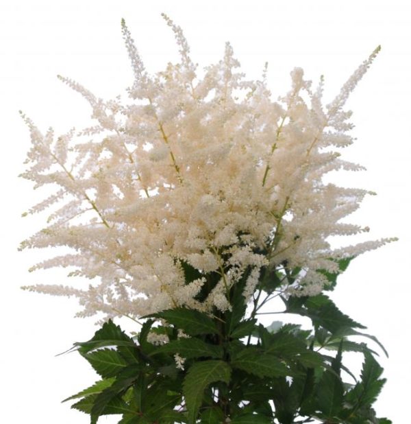 White Astilbe Flower