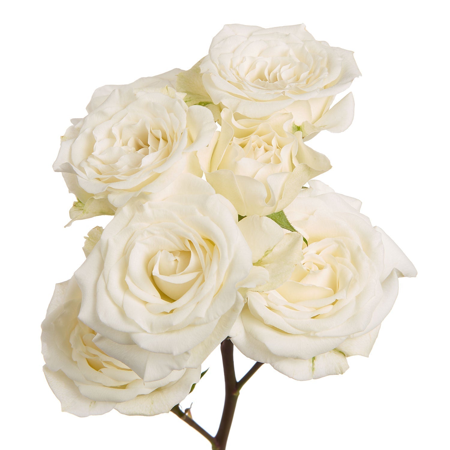White Garden Spray Rose
