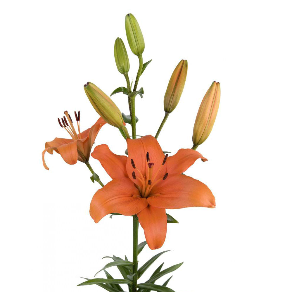 LA Orange Lily Flower