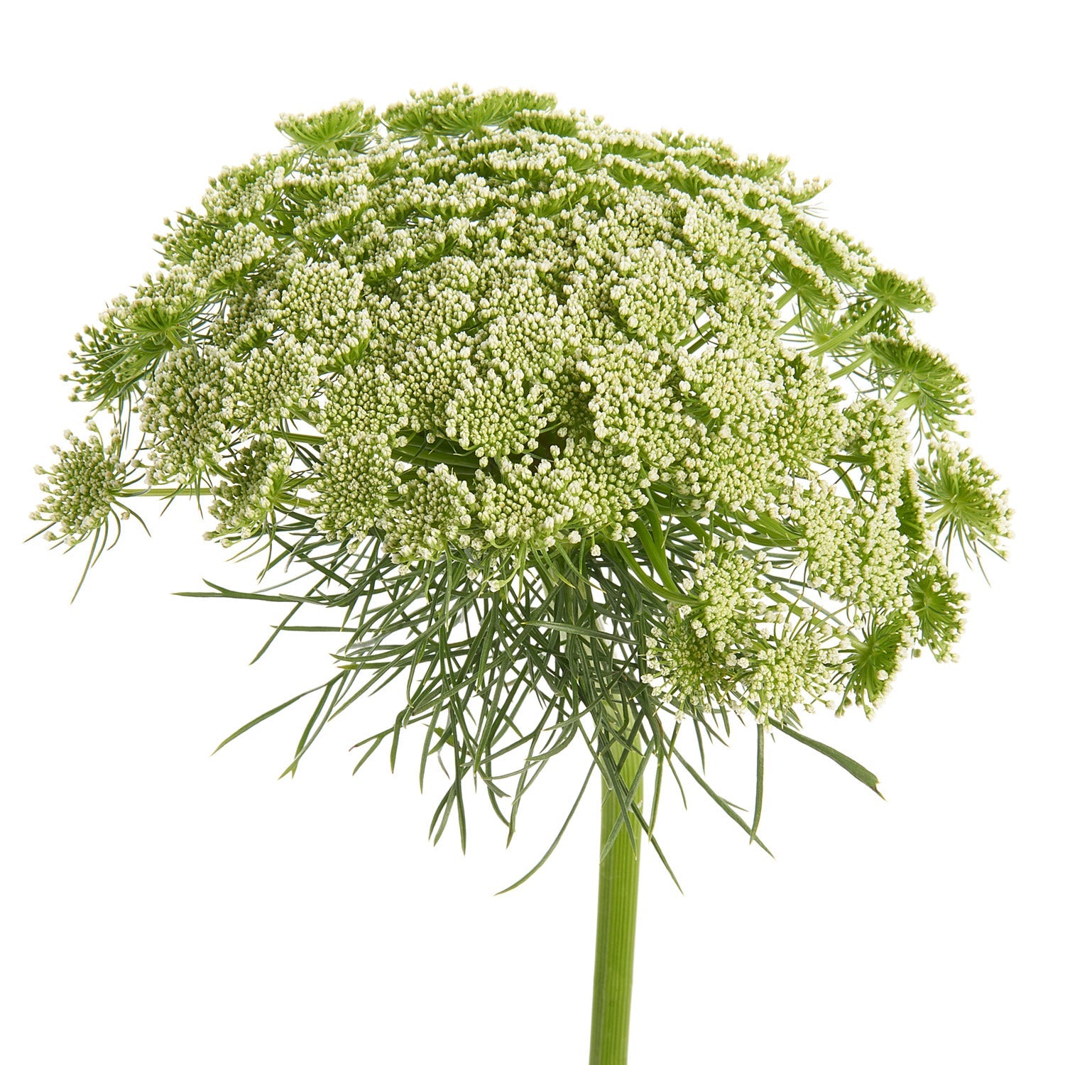 White Queen Anne's Lace Flower