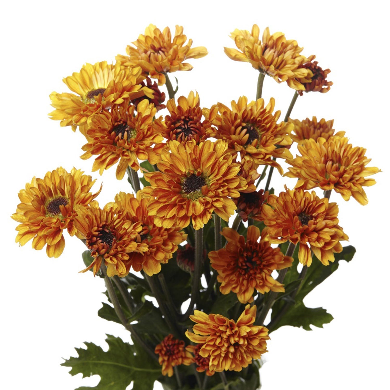 Rust Viking Pomp Mum Flower