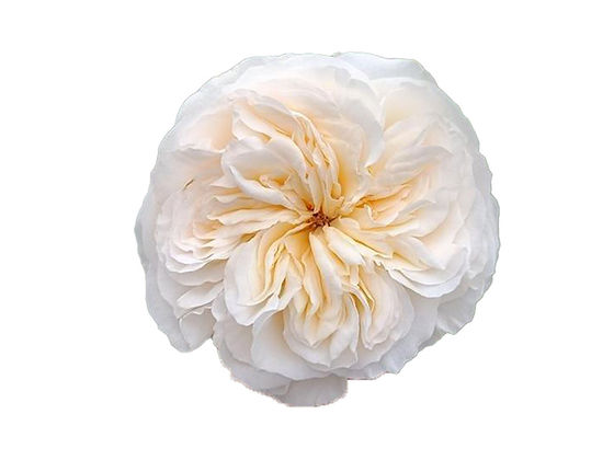 GARDEN ROSE - CREAM