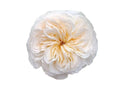 GARDEN ROSE - CREAM