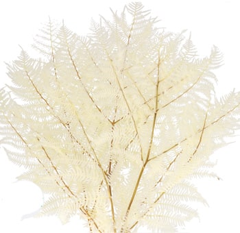 Bleached Bracken Fern Dried Greenery