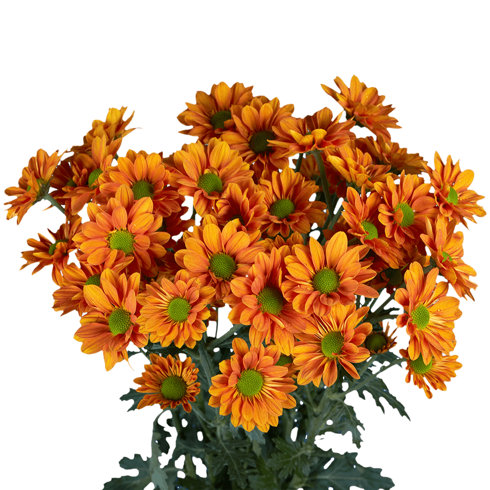 Bronze Daisy Pomp Mum Flower