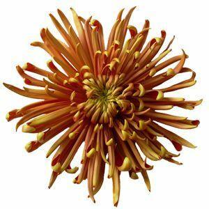 Bronze Spider Mum Flower