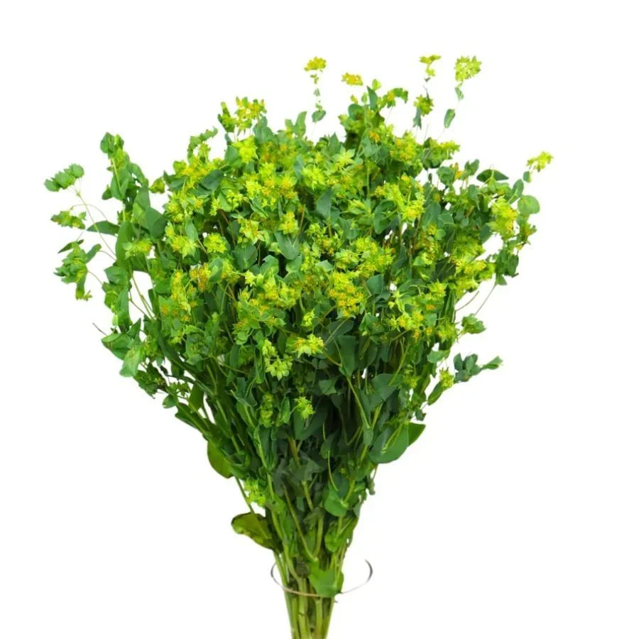Bupleurum Flowering Greenery