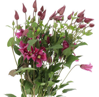 Red/Burgundy Clematis Flower