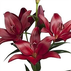 LA Burgundy Lily Flower