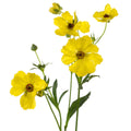 BUTTERFLY RANUNCULUS - YELLOW
