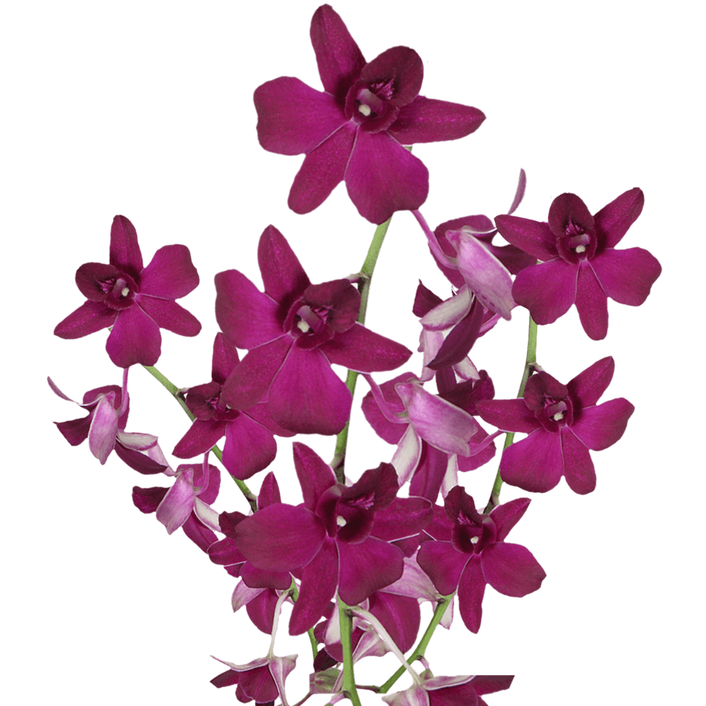 Sabine Purple Dendrobium Orchid Flower