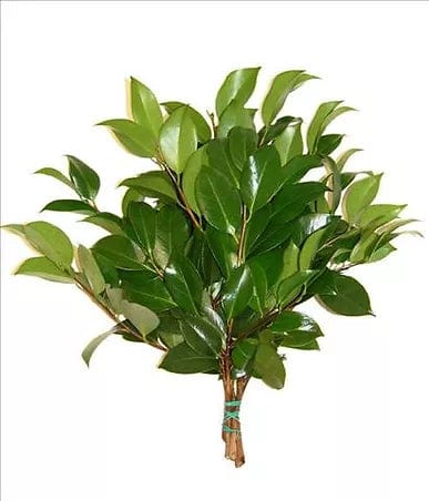 Camellia Greenery