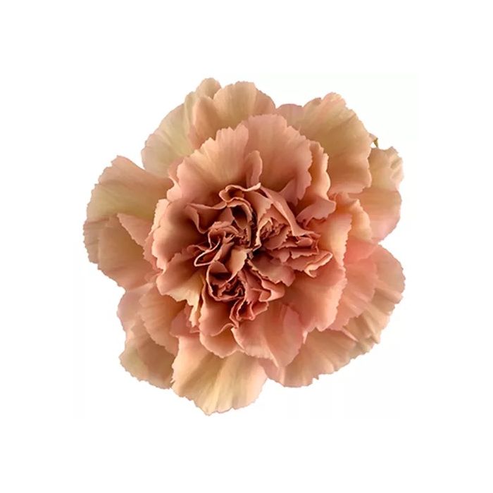Caramel Legga Marrone Carnation Flower