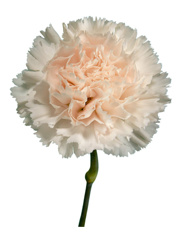 Champagne Carnation Flower