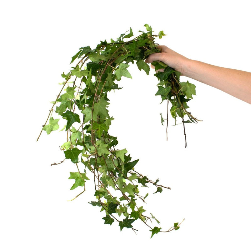 Green Ivy Greenery