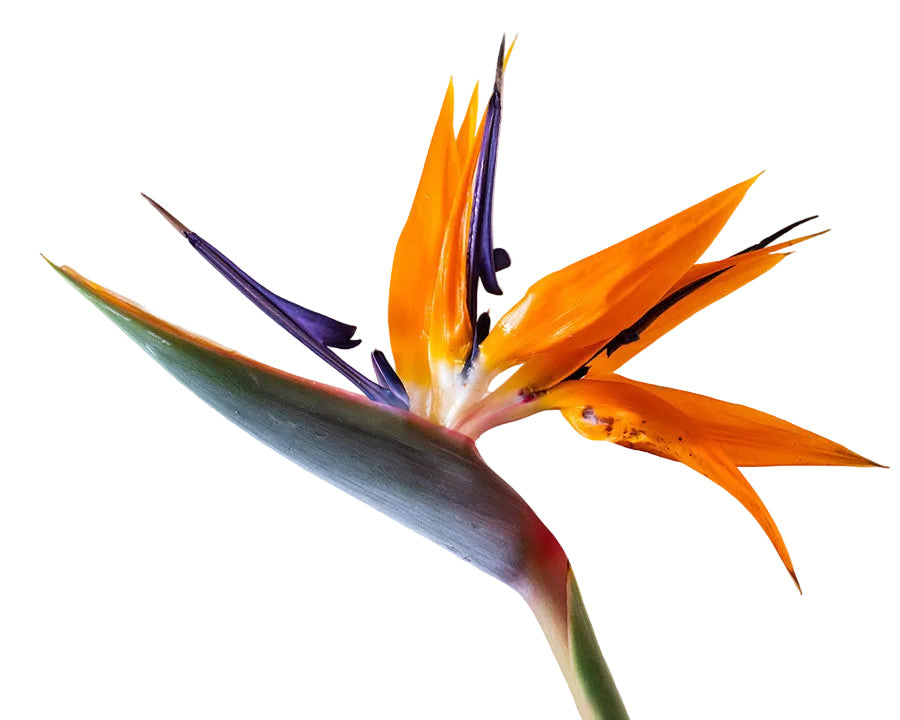Birds of Paradise Tropical Flower