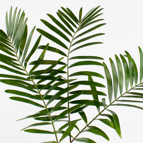 Coontie Greenery