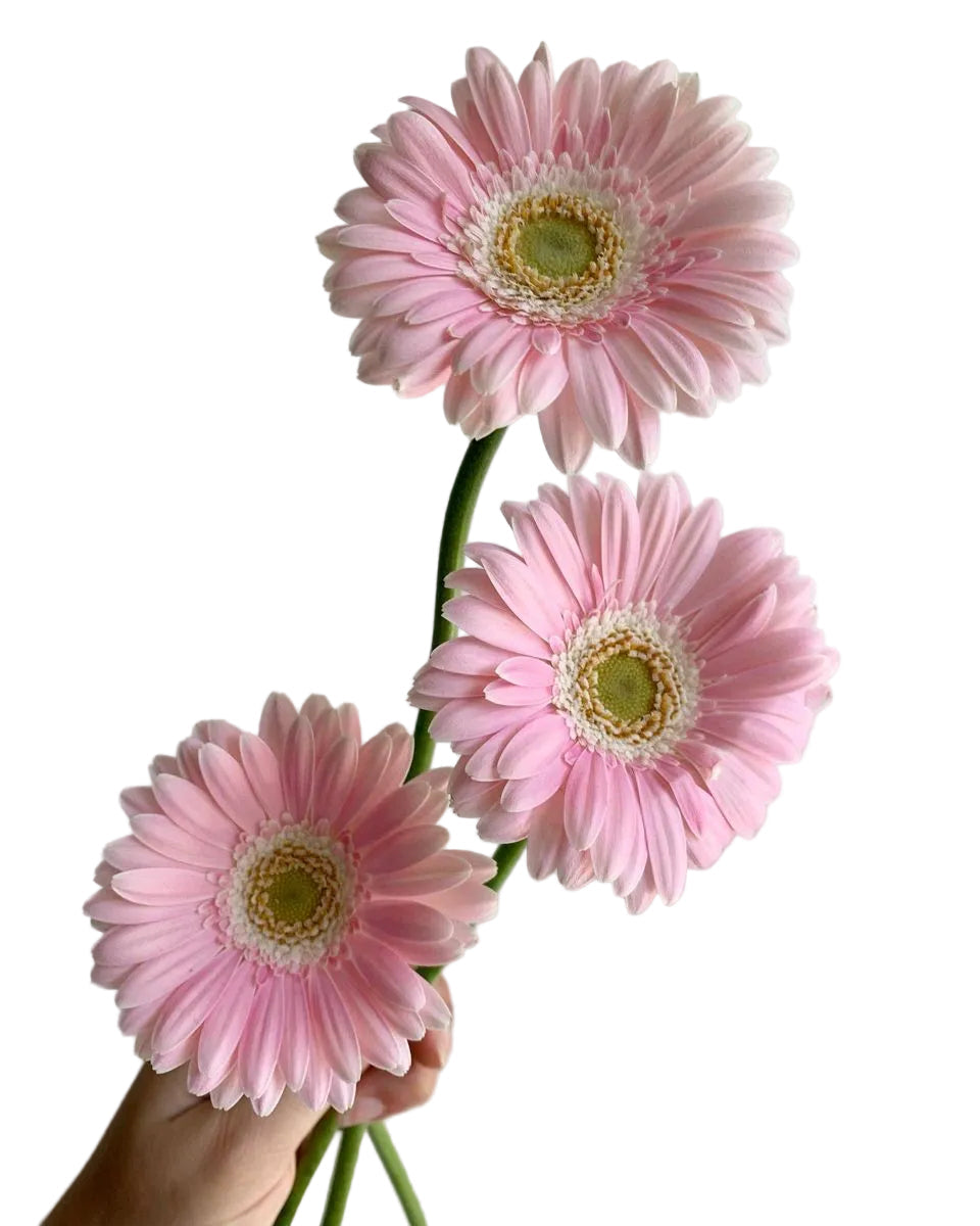Light Pink Mini Gerbera Daisy Flower