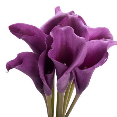 Purple Mini Calla Flower