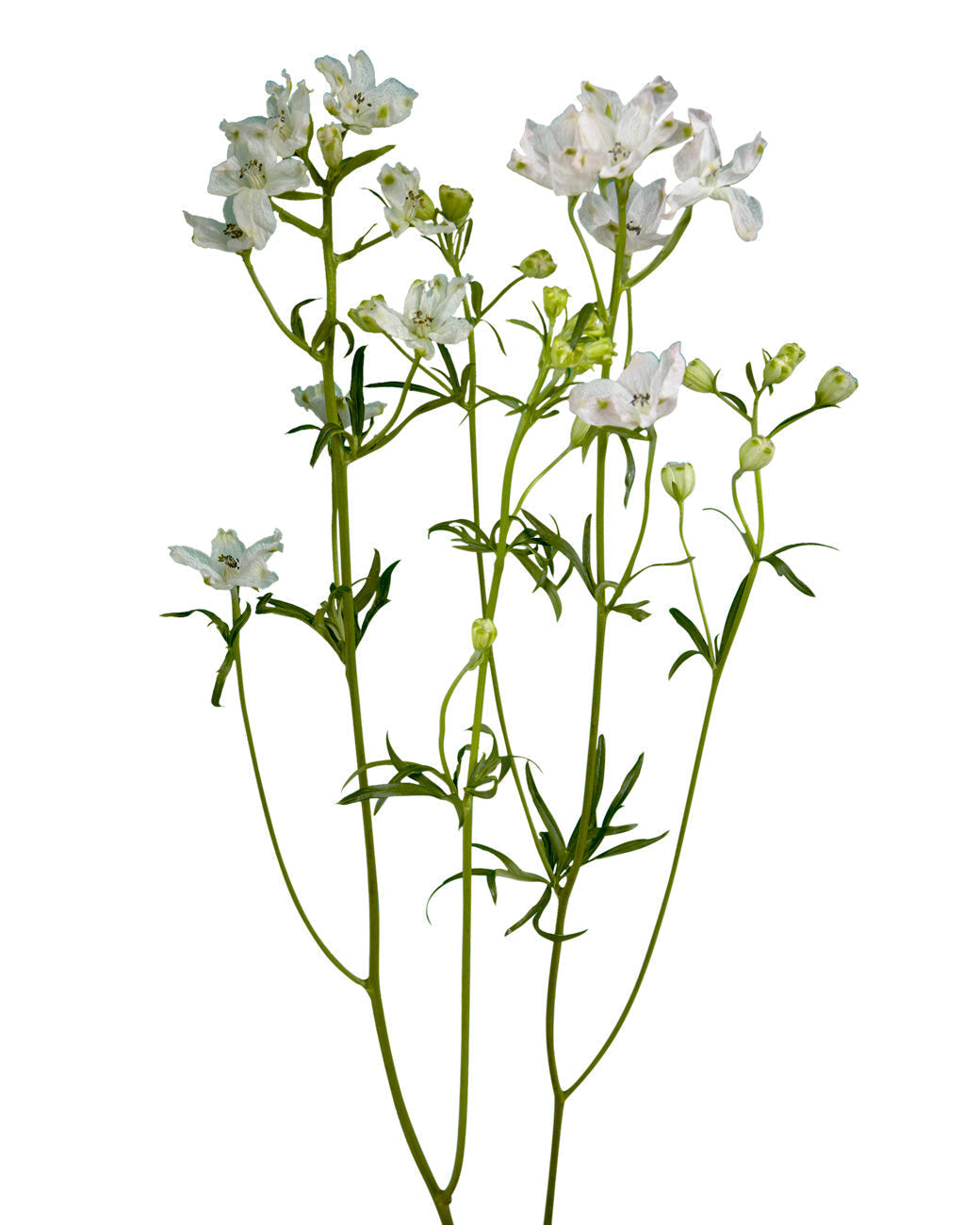 Pink Spray Delphinium Flower