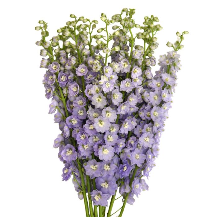 Hybrid Lavender Delphinium Flower