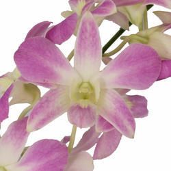 Lavender Dendrobium Orchid Flower
