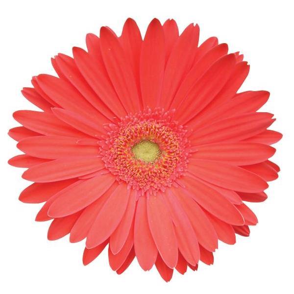 Watermelon Gerbera Daisy Flower