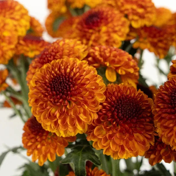 Rust Button Pomp Mum Flower