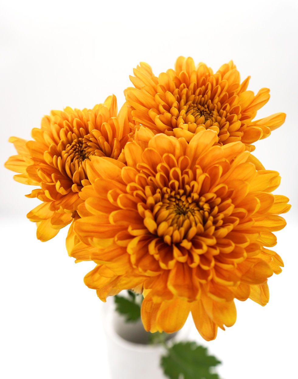 Butterscotch Cremon Mum Flower