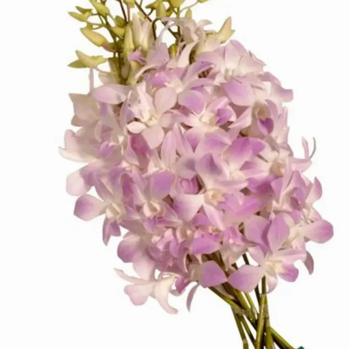 Misteen Lavender Dendrobium Orchid Flower