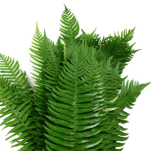 Sword Fern Greenery