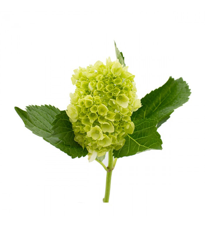 Mini Green Hydrangea Flower