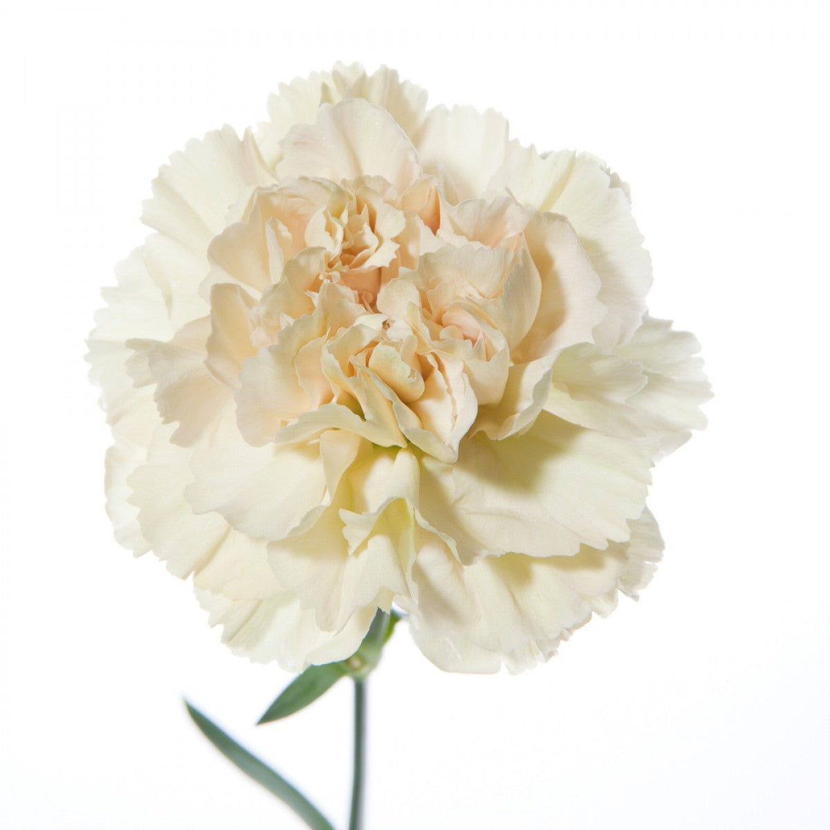 Cream Carnation Flower