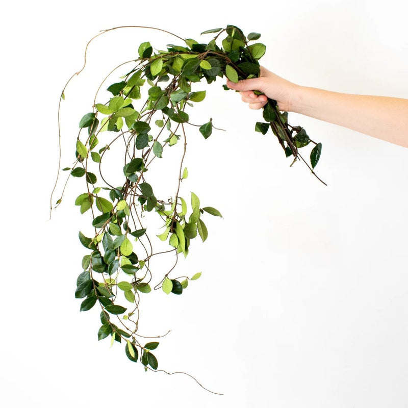 Confederate Jasmine Greenery