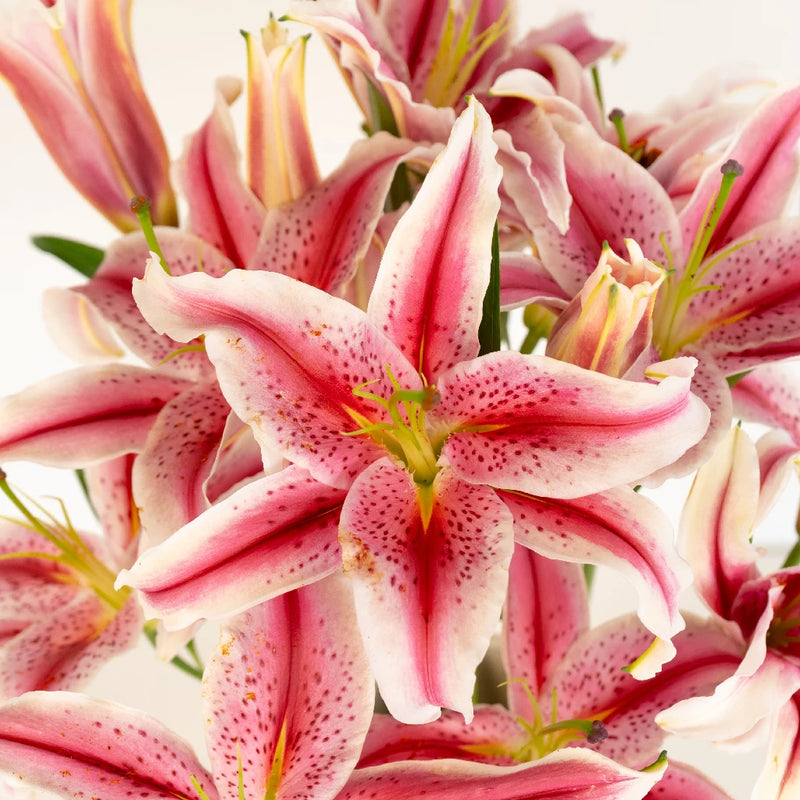Oriental Pink Lily Flower