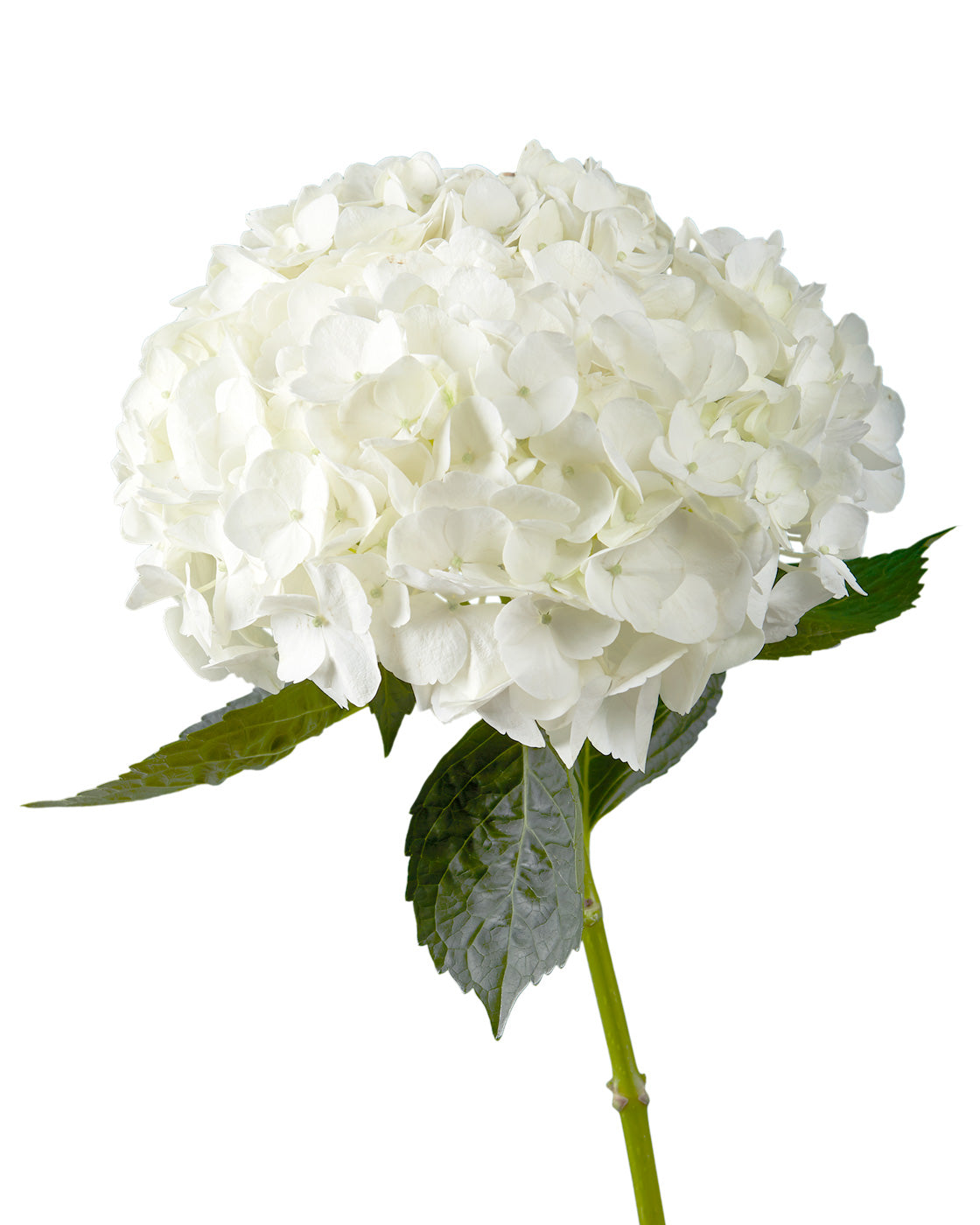 White Hydrangea Flower