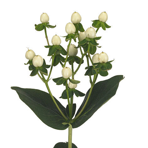 White Hypericum Berry