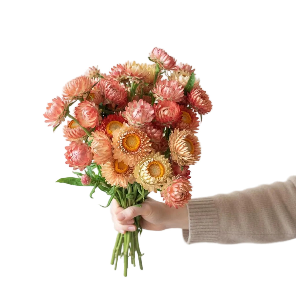 Peach Strawflower