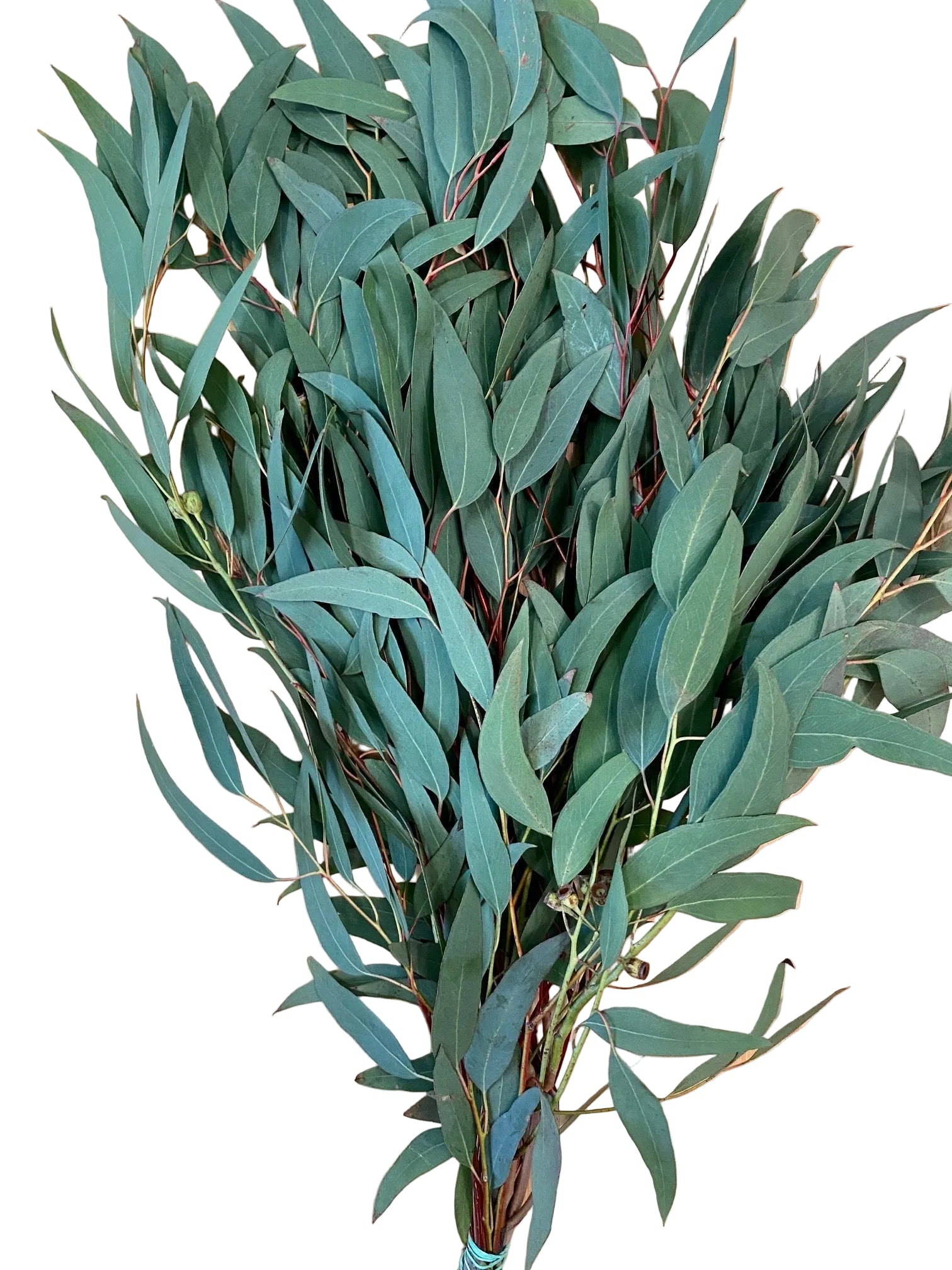 Willow Eucalyptus Greenery