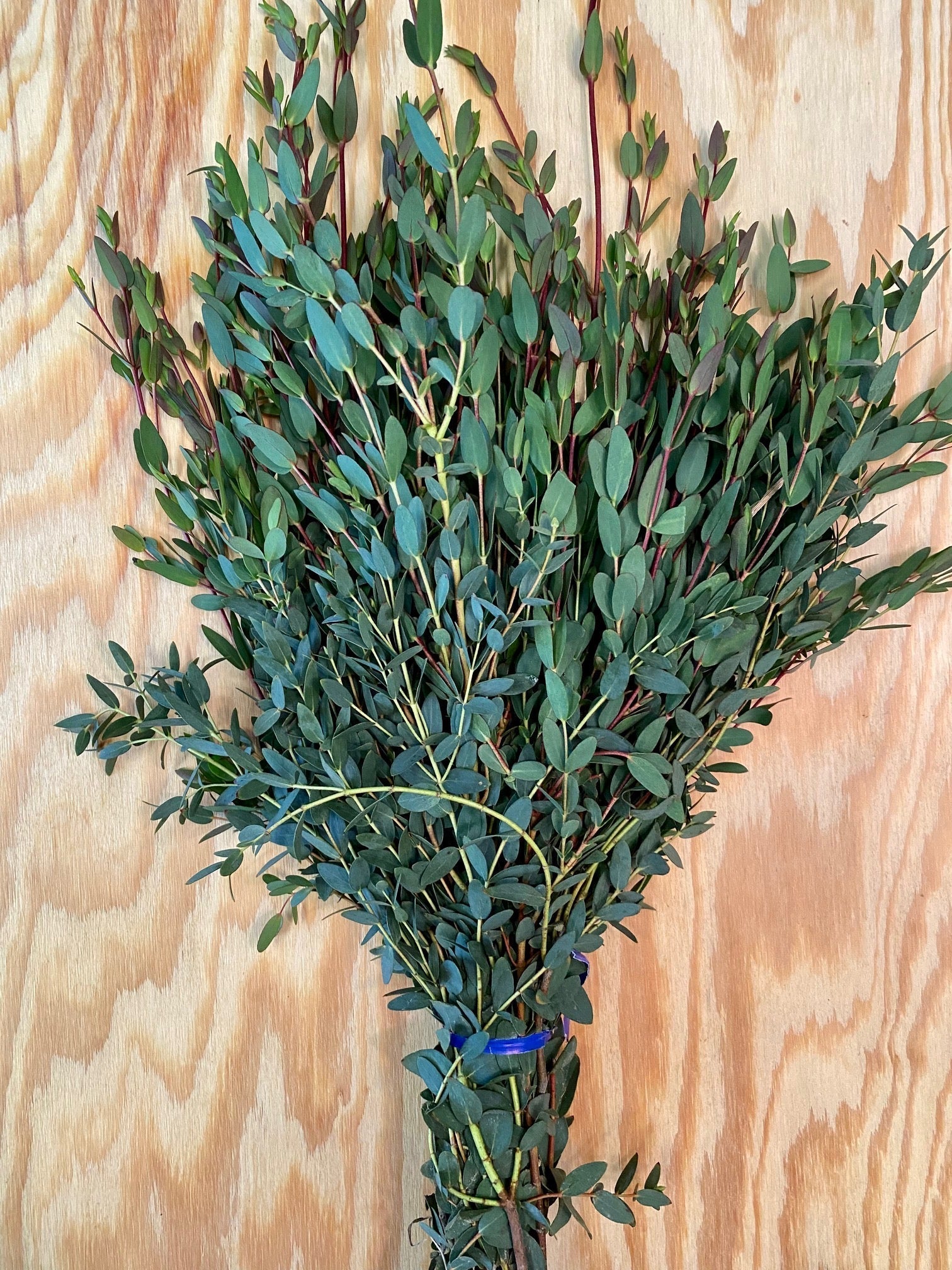 Parvifolia Greenery