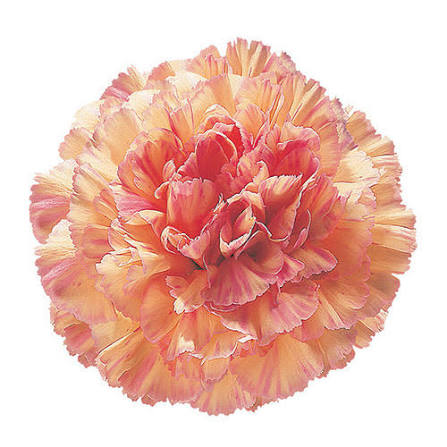 Peach Havana Carnation Flower