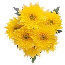 Yellow Cushion Pomp Mum Flower
