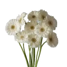 White Mini Gerbera Daisy Flower